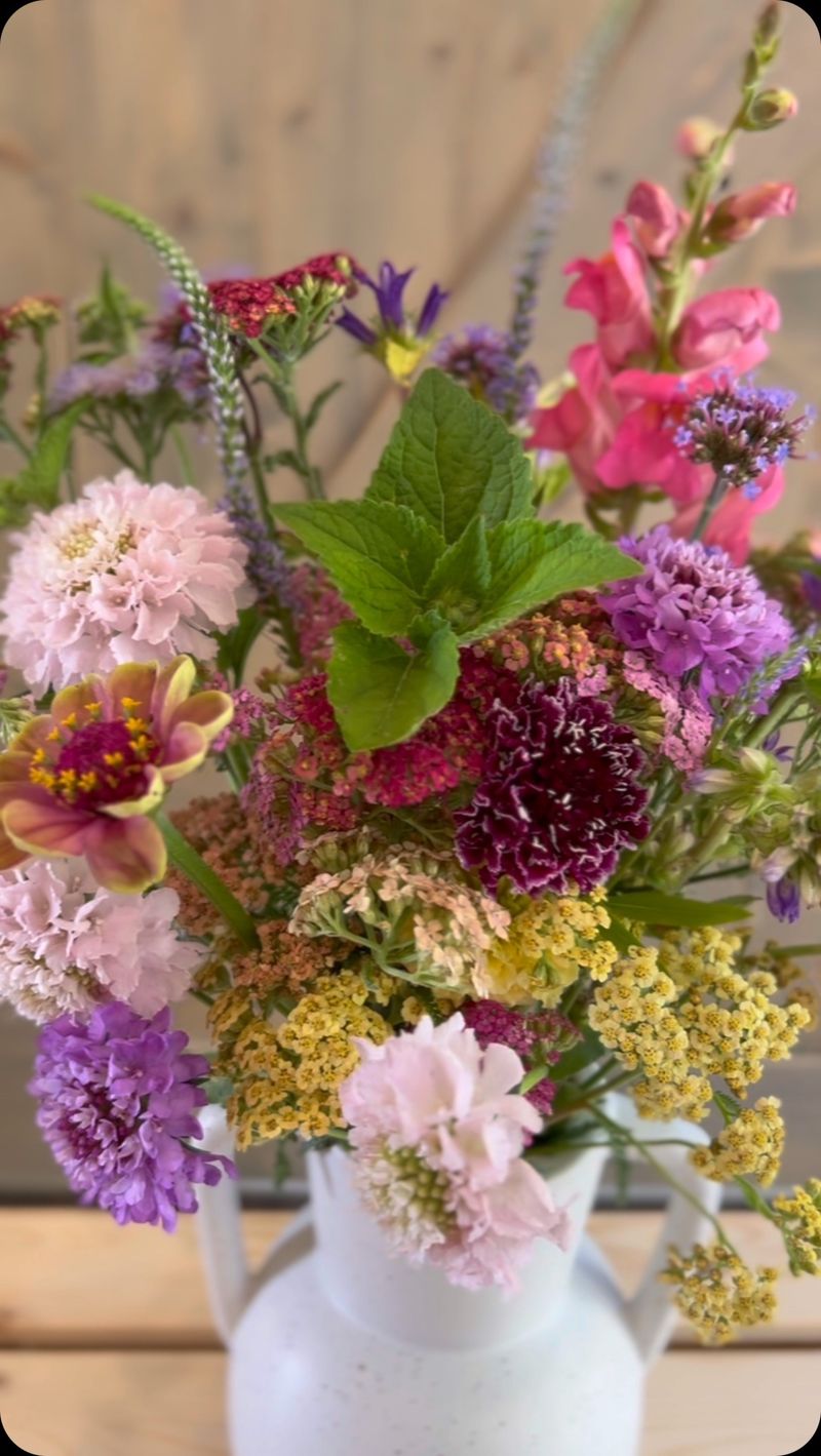 Yarrow - The Long-Lasting Wonder