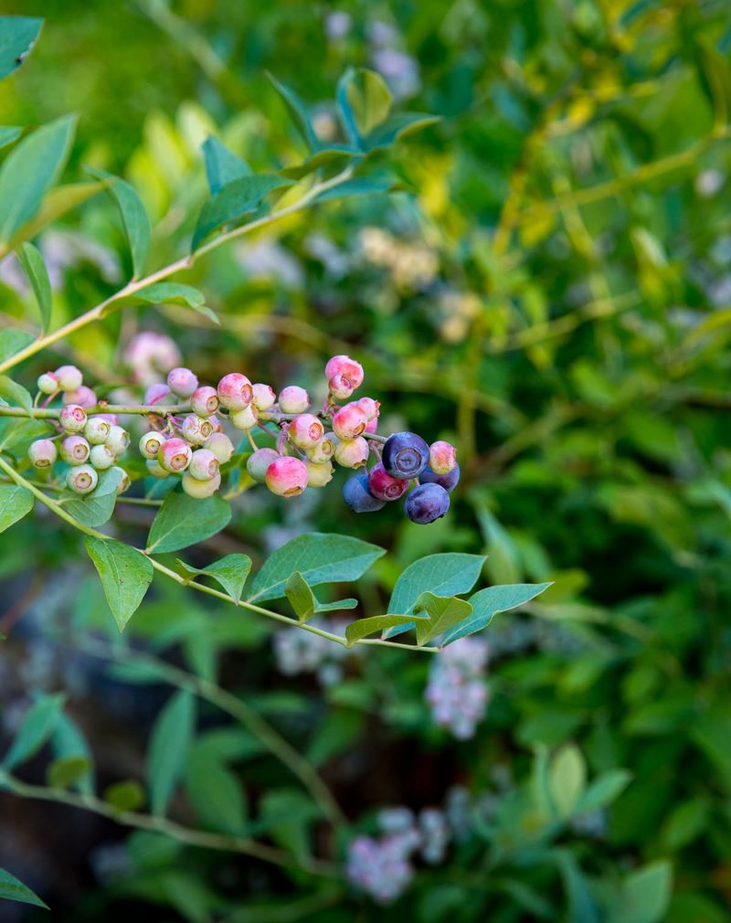 Blueberries