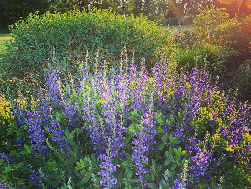 Baptisia – The Structural Stunner