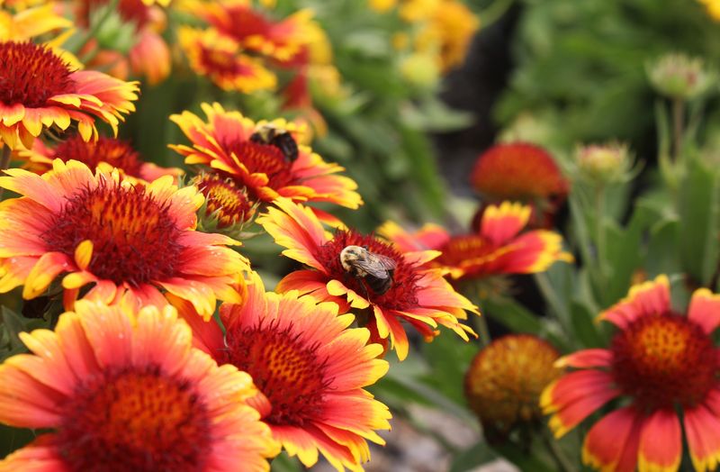 Blanket Flower