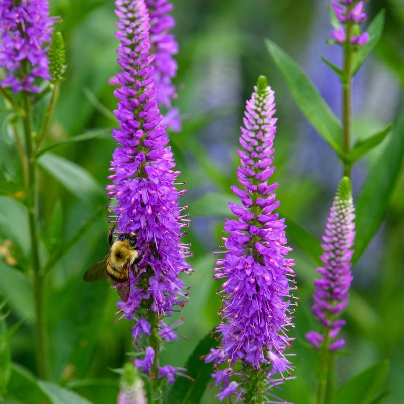 Speedwell