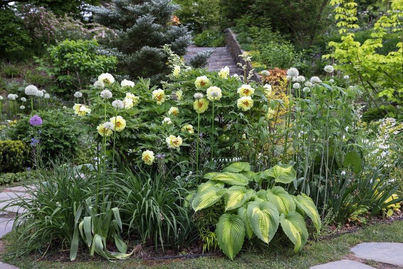 Tree Peony Focal Point