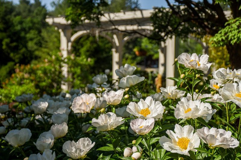 Moon Garden Peonies