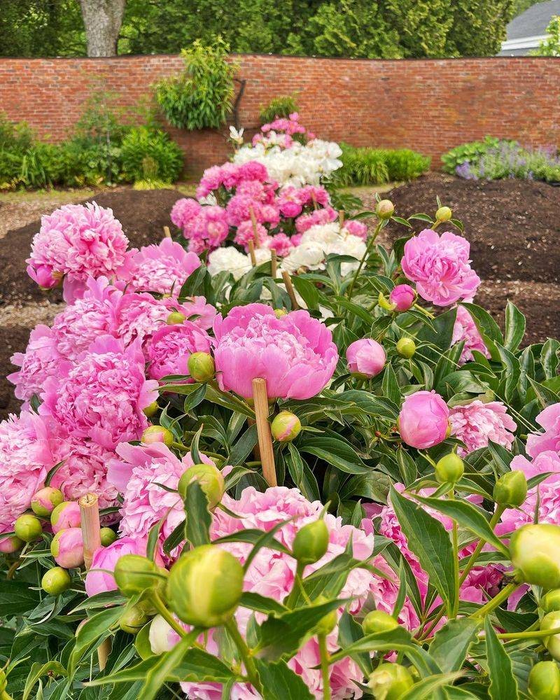 Peony Border Path