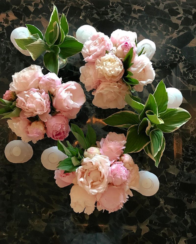 Peony and Hosta Partnership
