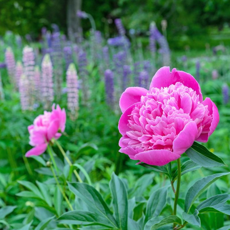 Peony and Ornamental Grass Pairing