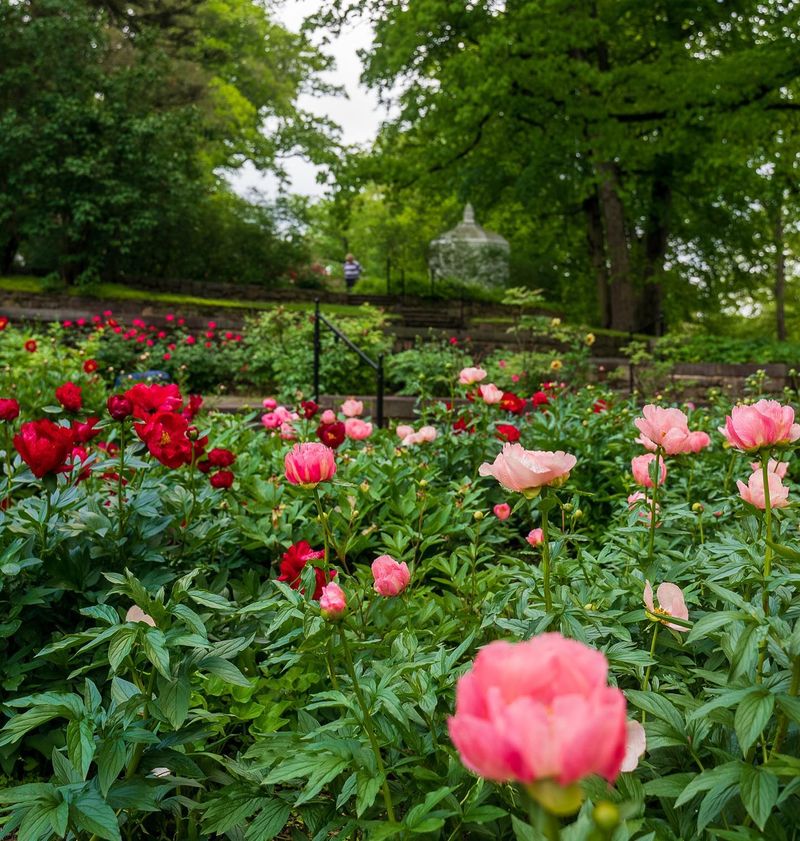 Antique Peony Collection