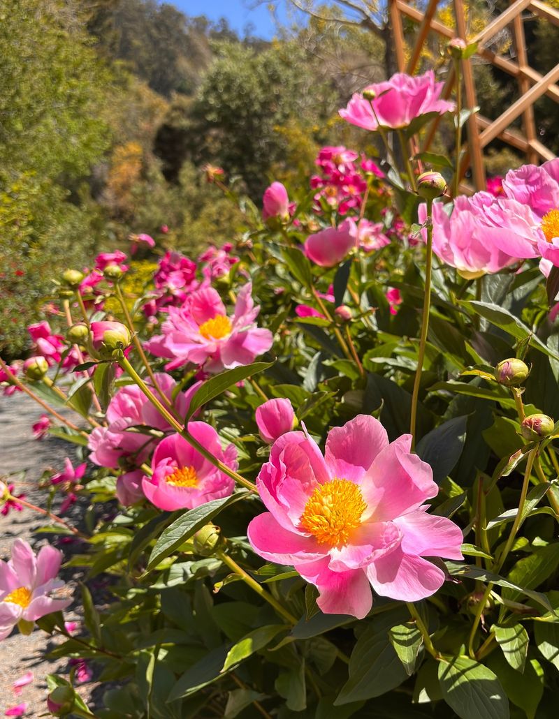 Miniature Peony Collection