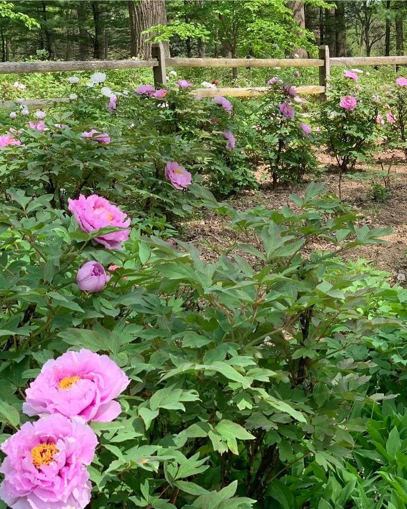 Peony Hedge