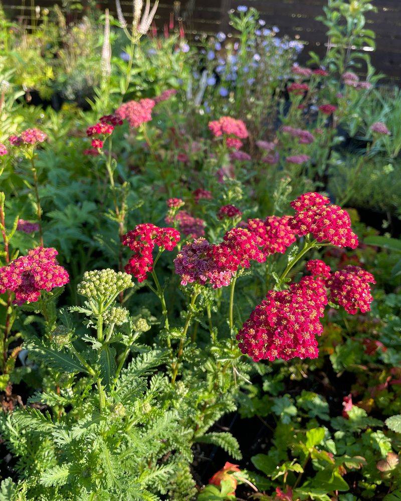 Yarrow: The Meadow Must-Have