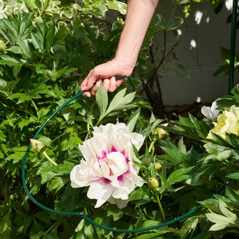 Peony Support Solutions