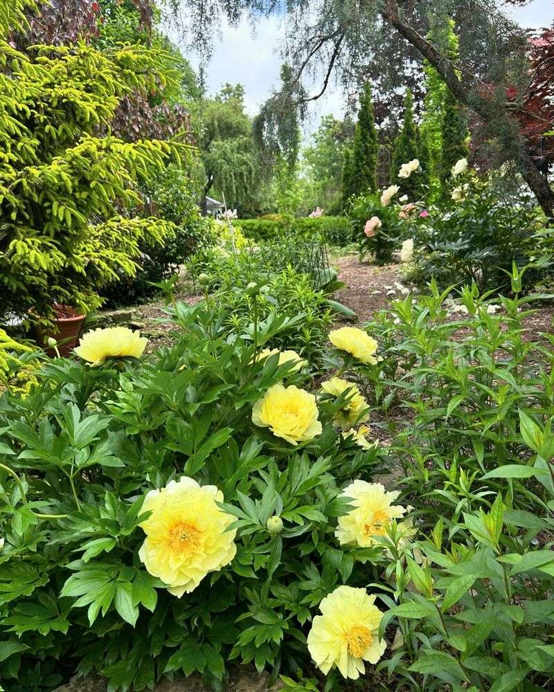 Woodland Edge Peonies