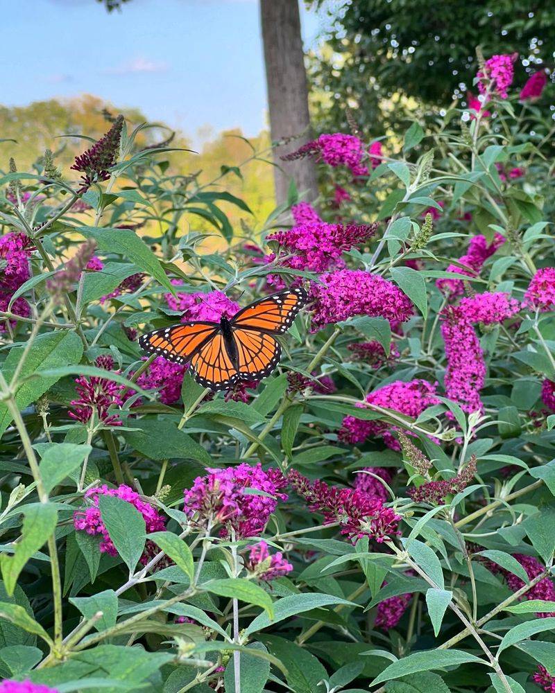 Butterfly Bush's Light Addiction