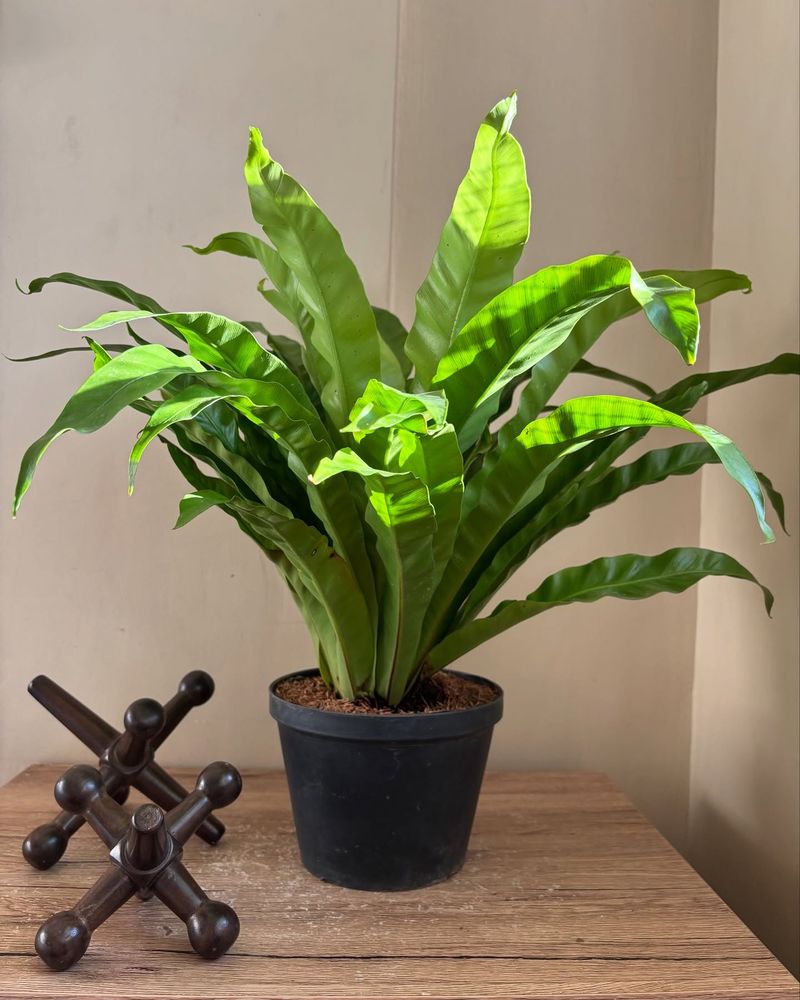 Bird's Nest Fern