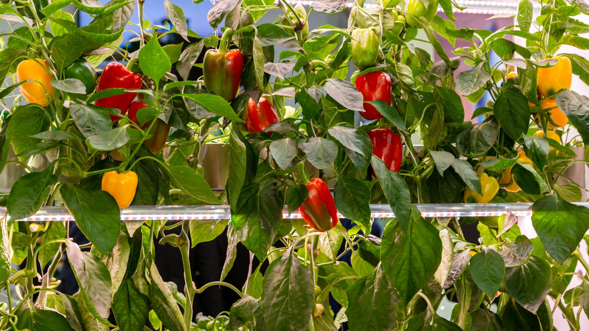 14 Pepper-Growing Mistakes I’d Never Make Again (And How To Fix Them)