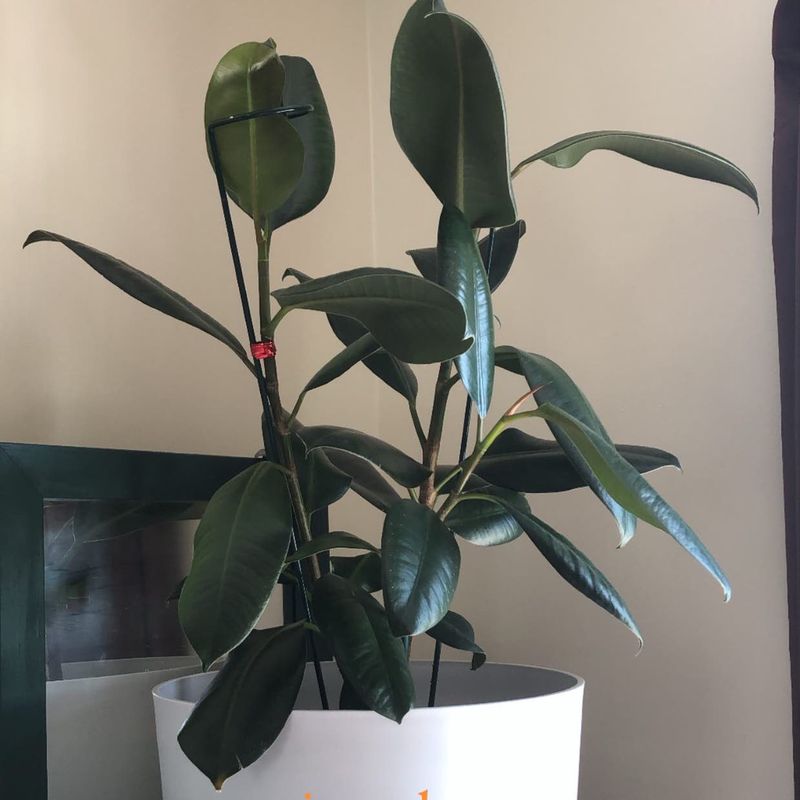 Rubber Plant: The Toxin Trapper