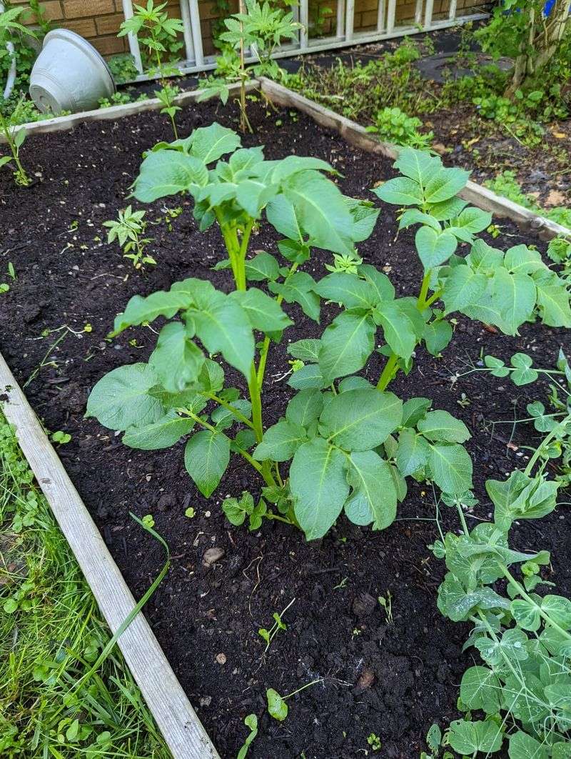 Potatoes