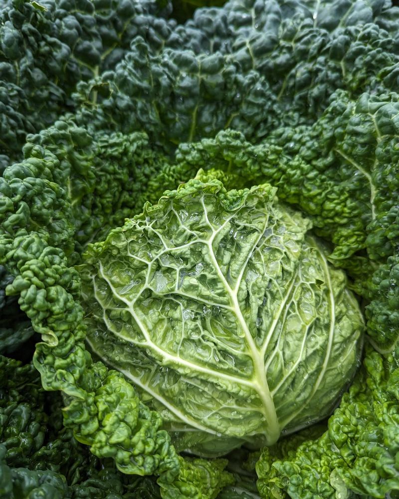 Cabbage