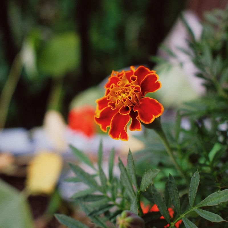 Marigolds