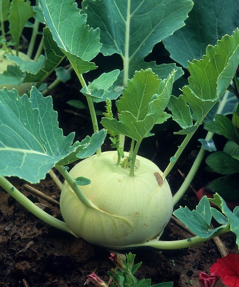Kohlrabi
