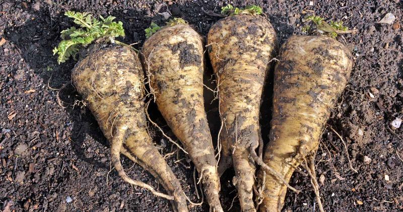 Parsnips