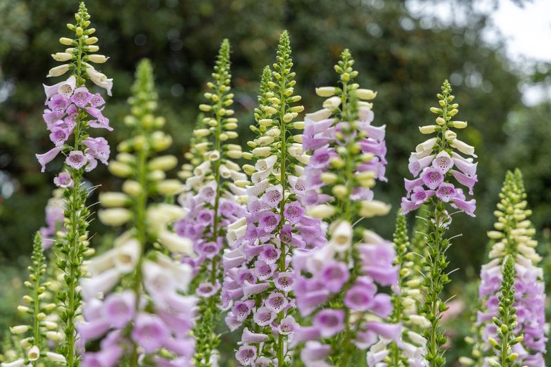 Foxgloves