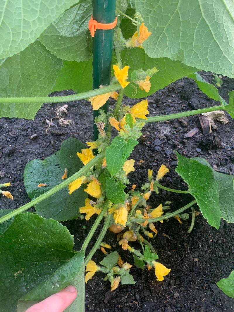 Cucumbers And Potatoes: Disease Magnets
