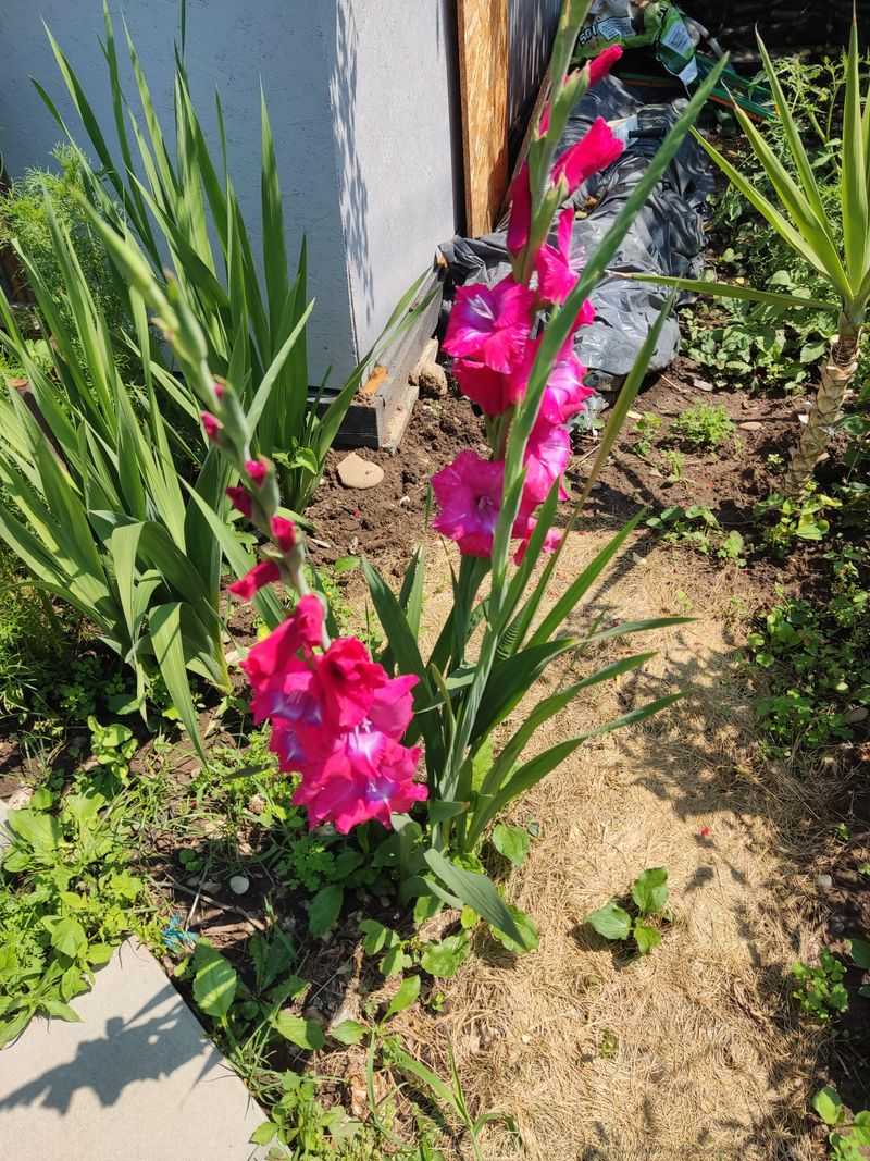Gladiolus Bulbs Steal Bean Thunder