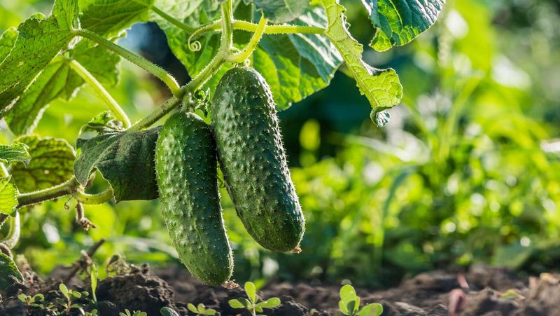 Cucumbers - Vine Invaders