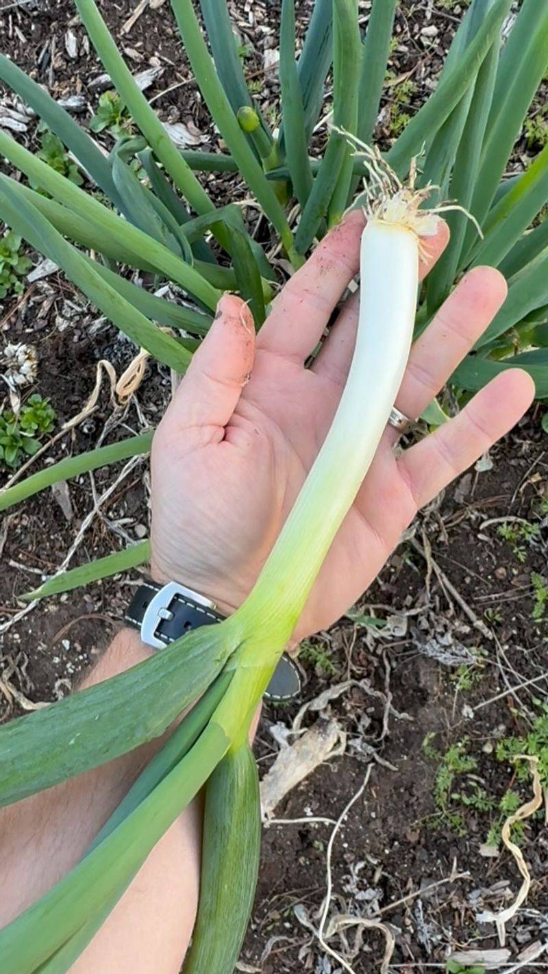 Green Onions: Quick-Growing Edgers