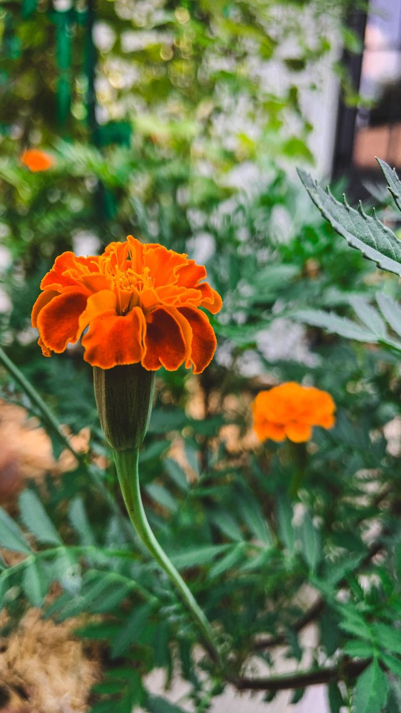 Marigolds Miss The Mark