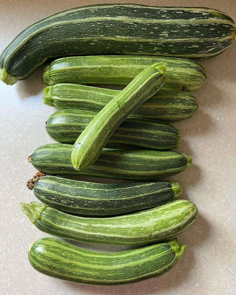 Zucchini - The Overachiever