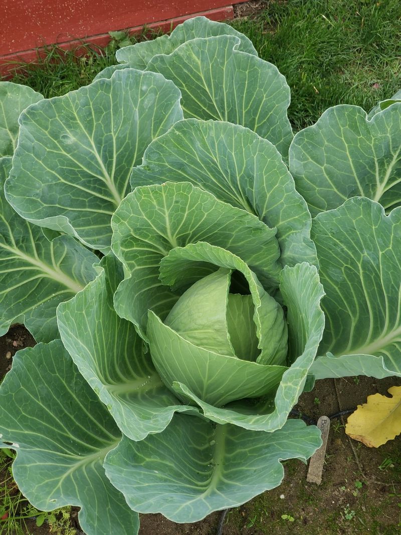 Cabbage and Aromatic Herbs: Pest Confusion