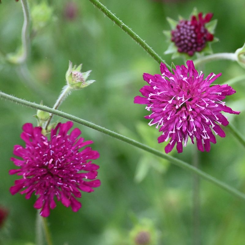 Knautia