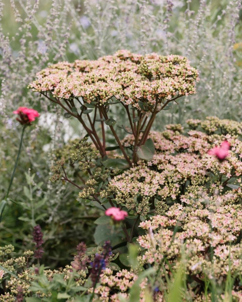 Sedum (Stonecrop)