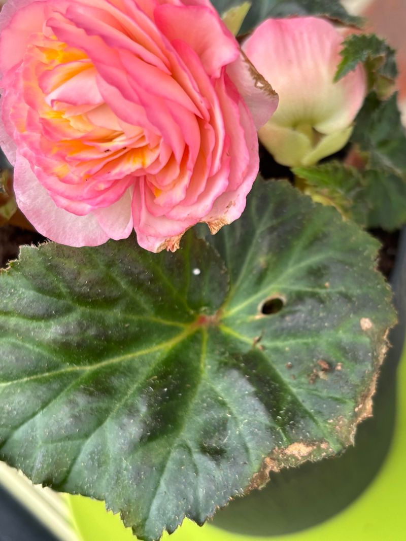 Tuberous Begonias: Shade Lovers With Storage Headaches