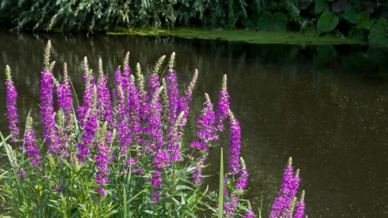 purple loosestrife