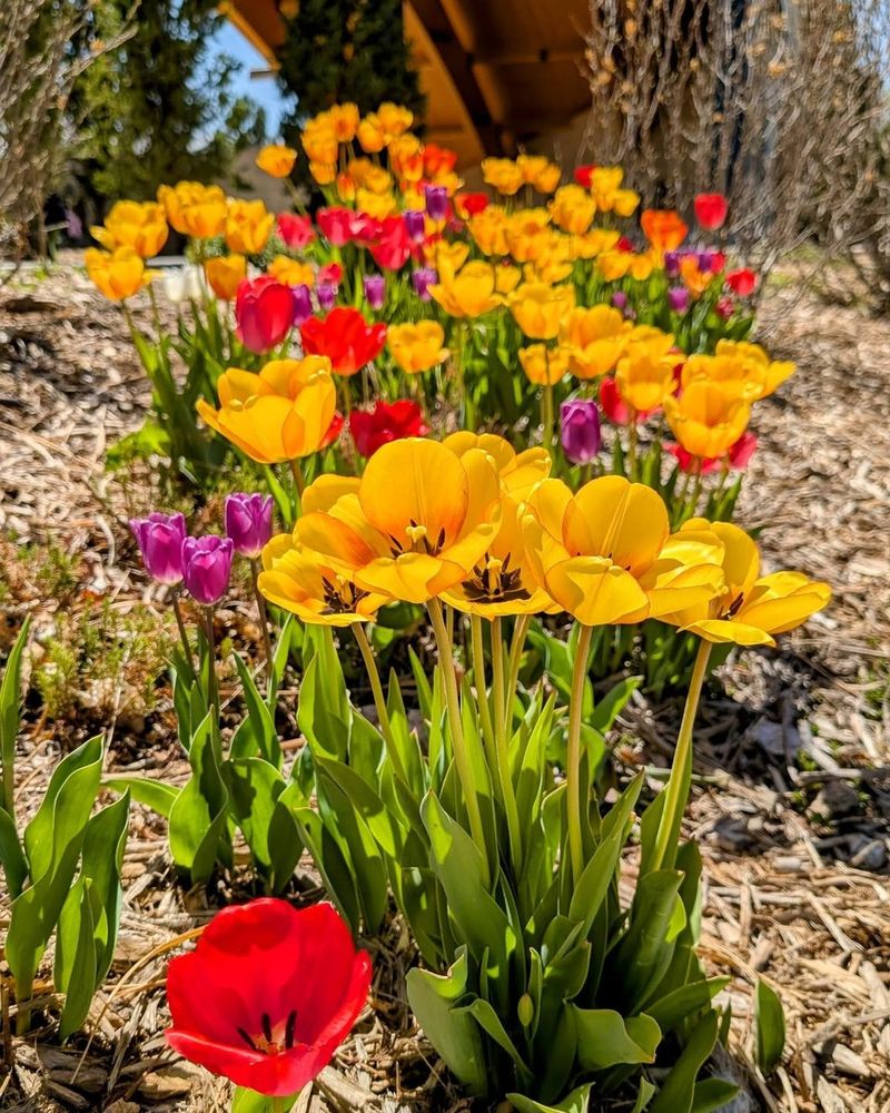 Fragrant Varieties