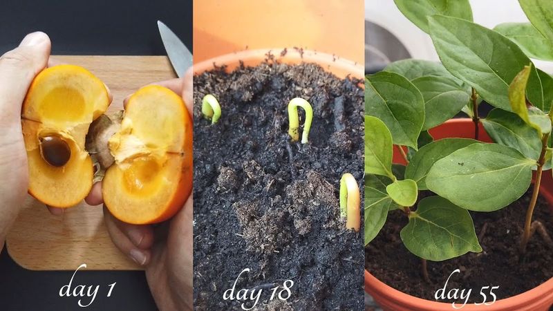 Proper Planting Depth