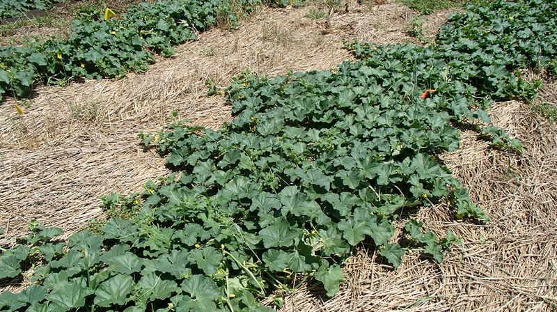 Use Mulch For Multiple Benefits