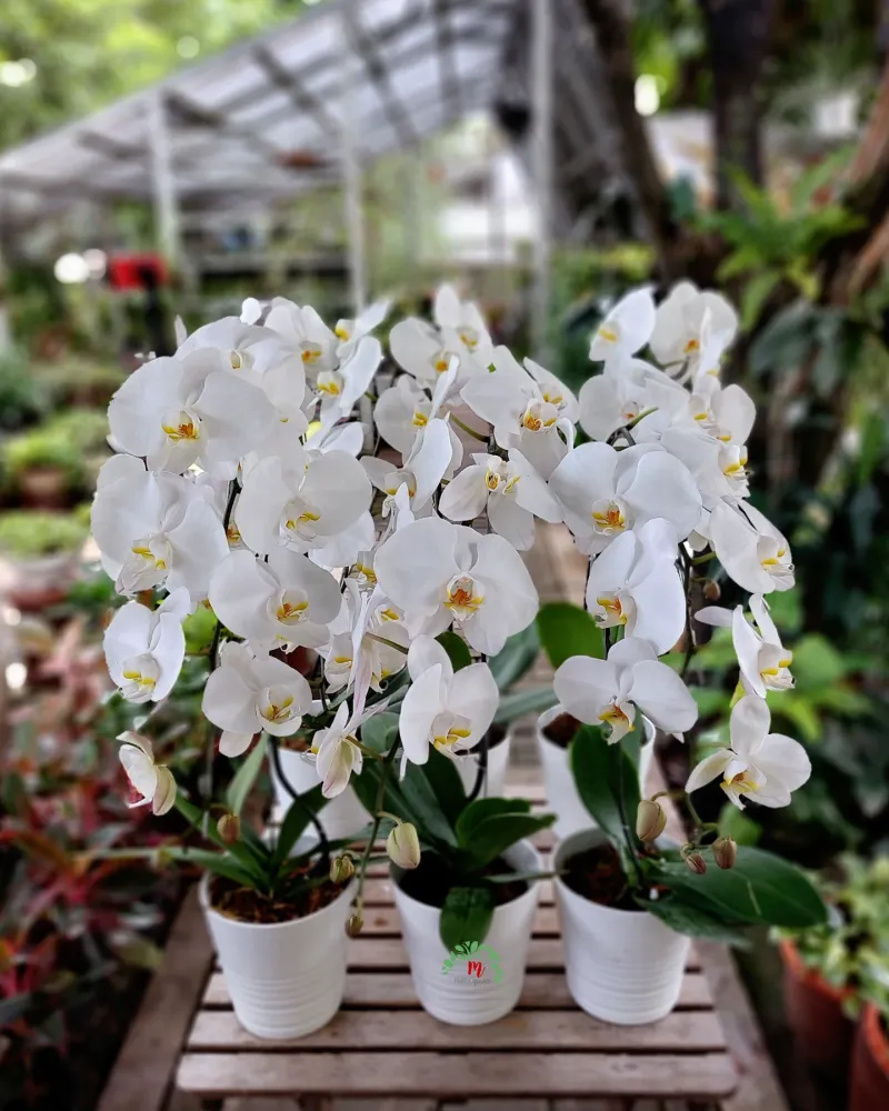 Orchid Collections
