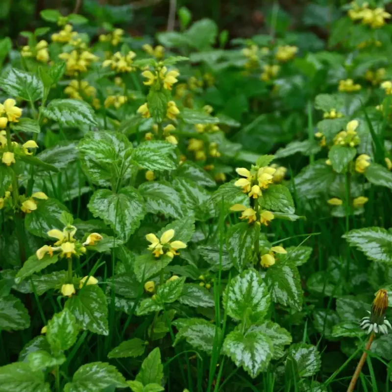 Yellow Archangel: Deceptive Beauty