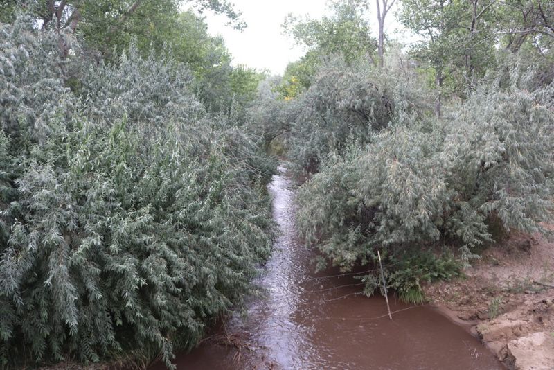 Russian Olive (Elaeagnus angustifolia)