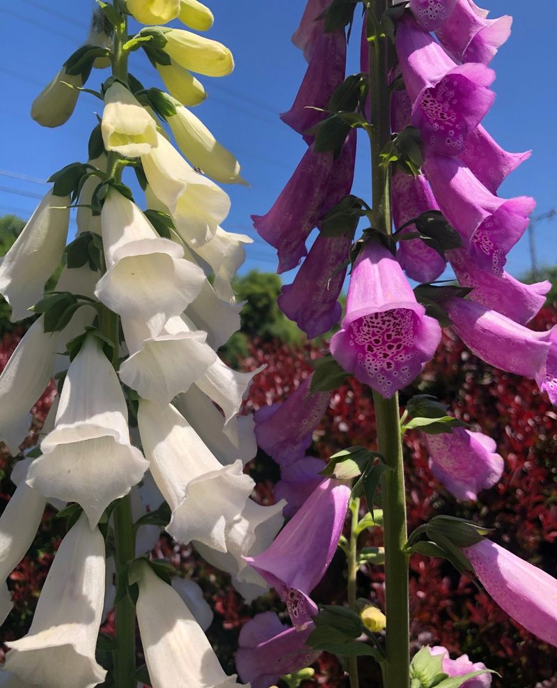 Foxglove