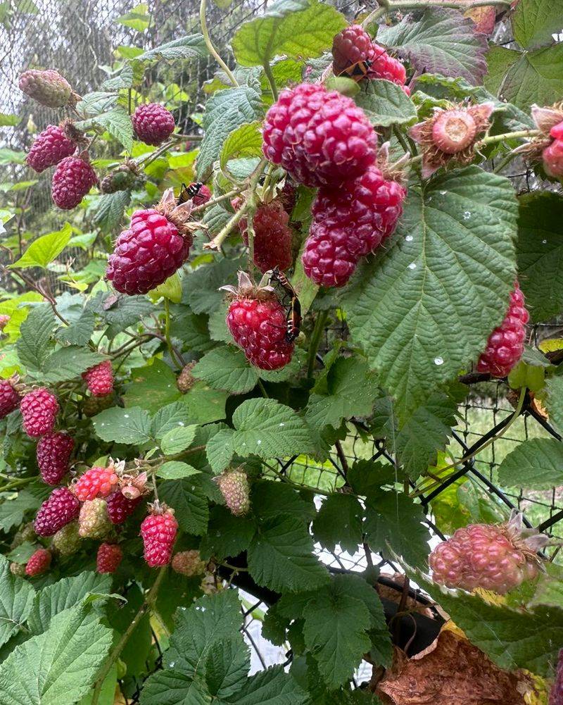 Raspberry and Blackberry