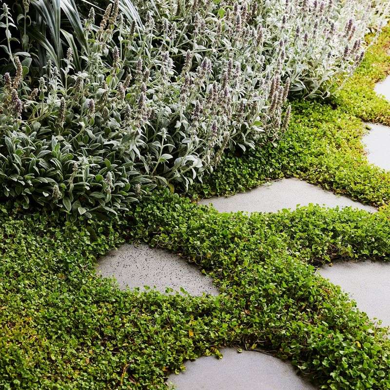 Strategic Ground Cover Plants