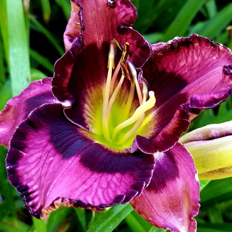 Hemerocallis (Daylily)