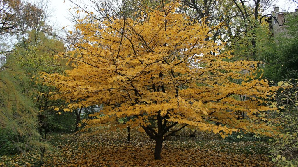 Persian Ironwood