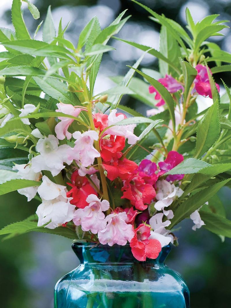 Balsam
