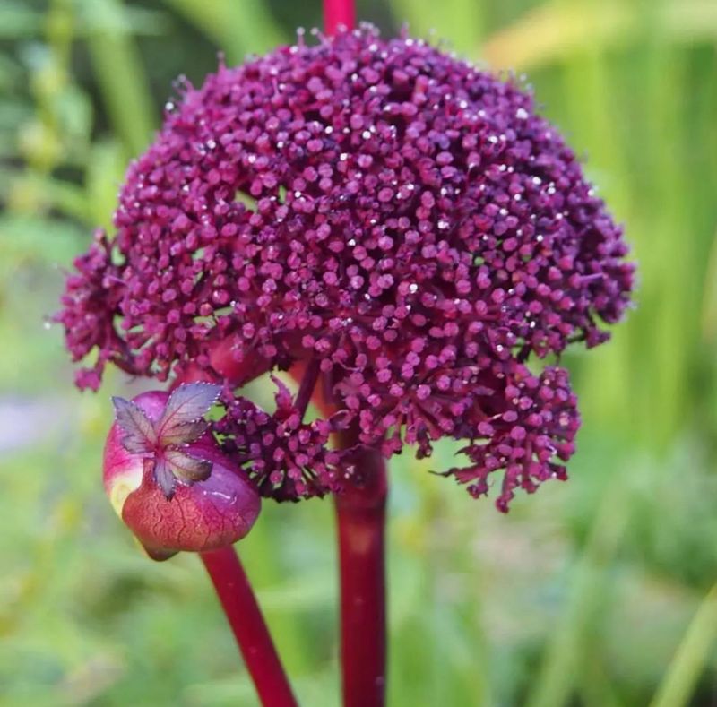 Angelica Gigas
